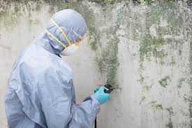 Best Mold Damage Restoration  in Fox Chase, PA